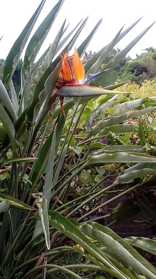 Villa Helena B&B Sainte-Marie Rum bild